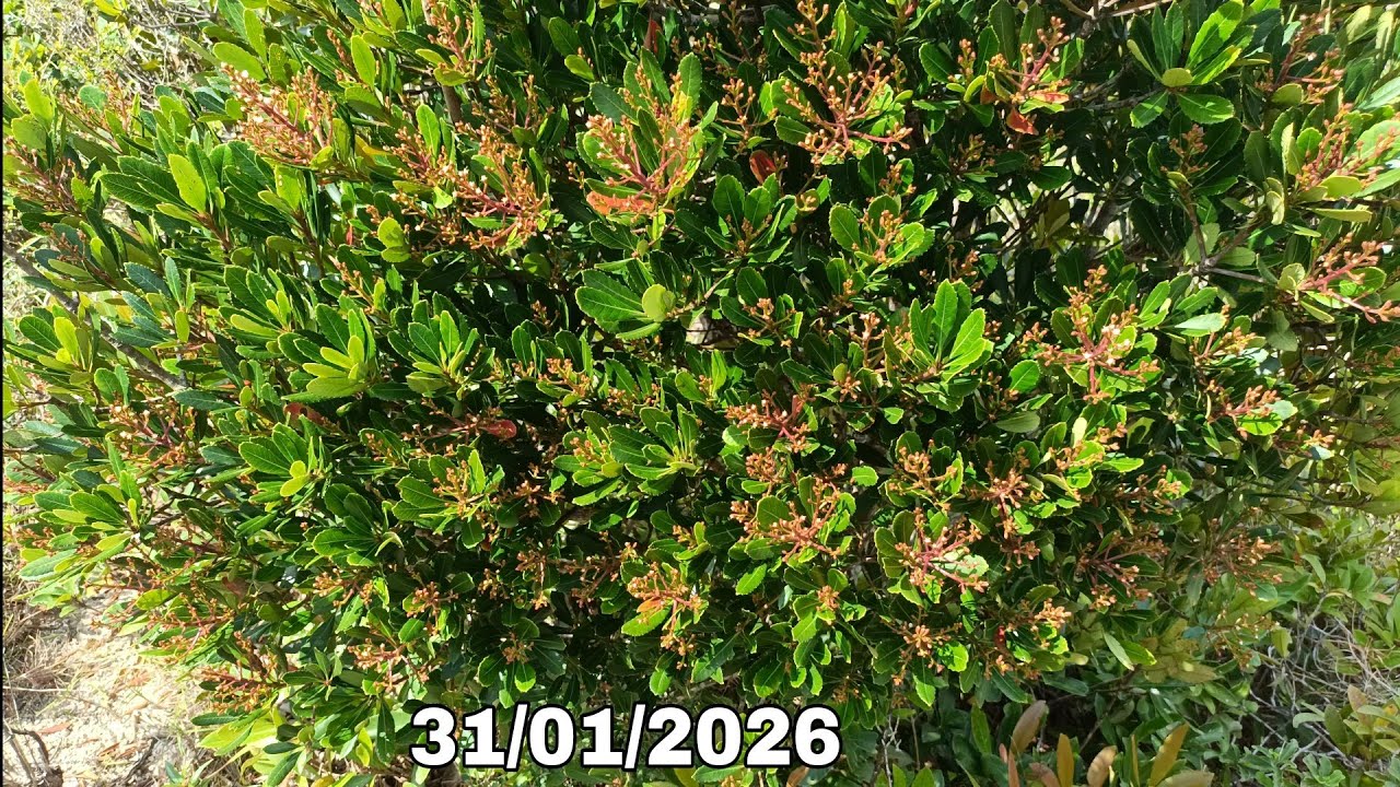 🌳BSKR - Hôm nay có lêkima, hồng sơn liễu, túc , đào bánh xe (31/01/2026)☎️0965.773.818