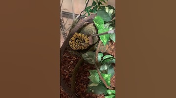 Feeding time for my  super Pastel enchi ball python