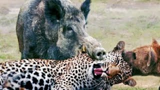 Animals video !!crocodile vs deer !! janwar video !! crocodile vs deer #animals video