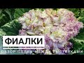 Обзор цветущих фиалок в Доме Фиалки на Пятницкой.