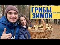 ШОК!!! ПОЛНЫЕ КОРЗИНЫ ГРИБОВ! ГИГРОФОРЫ РАСТУТ КОВРОМ! ГРИБЫ ЗИМОЙ