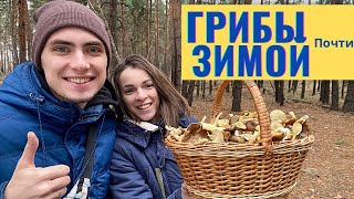 ШОК!!! ПОЛНЫЕ КОРЗИНЫ ГРИБОВ! ГИГРОФОРЫ РАСТУТ КОВРОМ! ГРИБЫ ЗИМОЙ