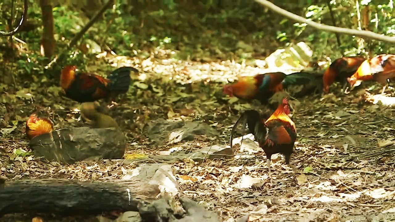 8200 Koleksi Cari Gambar Unggas Terbaru