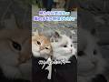 見たら元気出るｗ 猫のオモロ動画まとめｗ