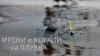 картинка: ГОЛЕМИ МРЕНИ и КЕФАЛИ-СУПЕР ИЗНЕНАДА-РИБОЛОВ с БОЛОНЕЗА и ПЛУВКА на ИЗТИЧАНЕ