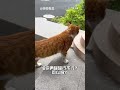 橘猫:拿人罐罐,替人消鼠 #猫咪 #橘猫 #老鼠 #抓老鼠