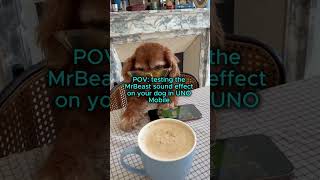 POV: testing the MrBeast sound effect on your dog in UNO Mobile. #mrbeast