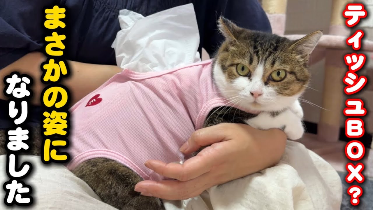 I welcomed a mother cat who raised 17 kittens - YouTube