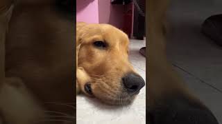 Enna vazkai ethu😅😵💫!!..#lucky # #goldenretriever#dailyshorts #ytshorts #youtube#trending #pets
