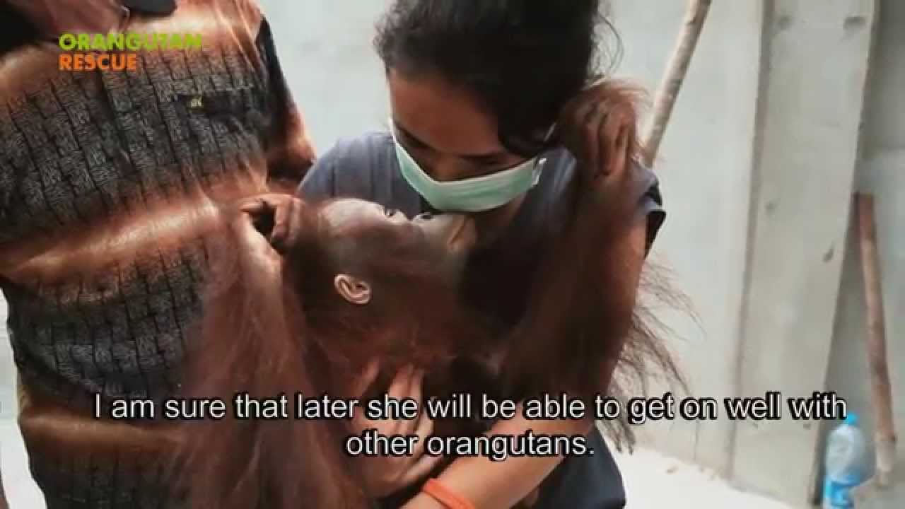 Orangutan Rescue