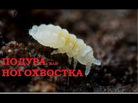 Подура или ногохвостка - методы борьбы.