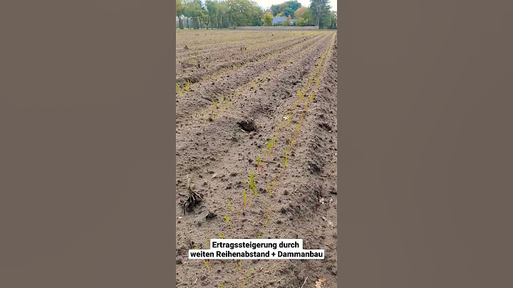 Roggen auf Dämmen angebaut 🌱