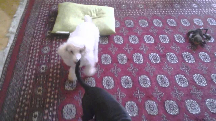 Wesley the Womble-hound at play!
