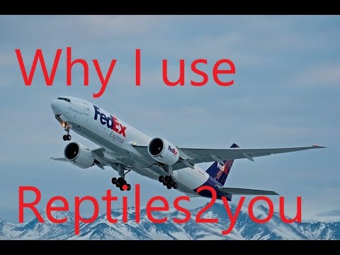 Shipping snakes and reptiles? Why I use Reptiles2you - YouTube