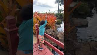 Boy throws food at birds then falls over railing and bumps head on rock then lands in water