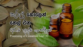Processing Of Cinnamon Leaf Oil කරද කලන තල එන අරම පදම ශසතරය