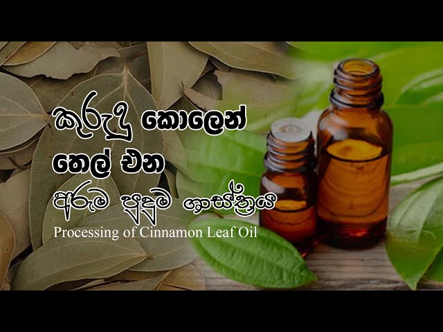 Processing of Cinnamon Leaf Oil කුරුදු කොලෙන් තෙල් එන අරුම පුදුම ශාස්ත්‍රය