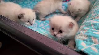 So cute!  Balinese kittens! by Provenance Cats 420 views 3 years ago 41 seconds