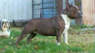 Bella - American Bully