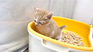 小刻みにしっぽを揺らしながらおしっこする子猫&ボール大好き!生後32日【ミドくん日記#24】Mido loves a ball.