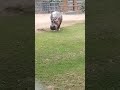 Hipopótamo - Parque de las Leyendas