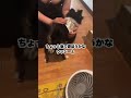我が家の愛犬を紹介します