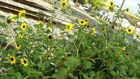Mary's Birthday Sunflowers!