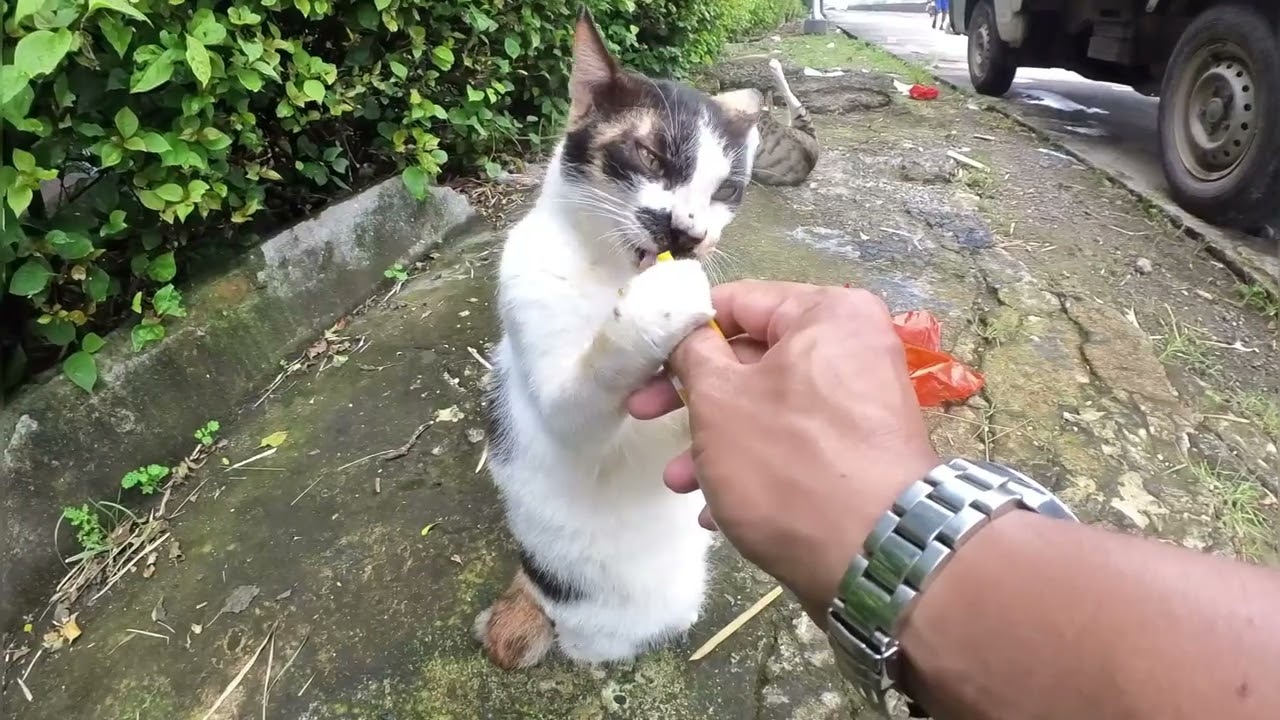 Si Gembul berkumis langsung cium kameraku, gak sabar minta di suapin 🙀