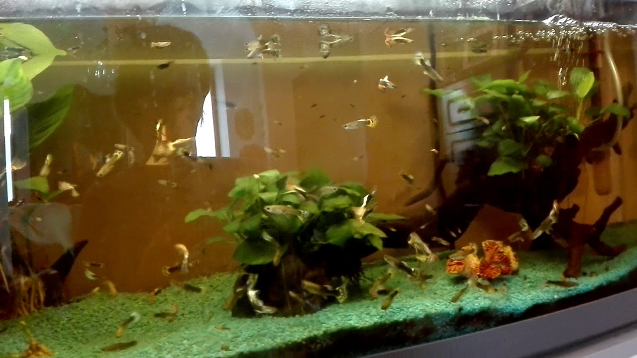 Il mio acquario da 100l pieno di guppy - YouTube