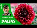 𝗗𝗔𝗟𝗜𝗔𝗦: Cómo cultivar Dalias - Guía completa.