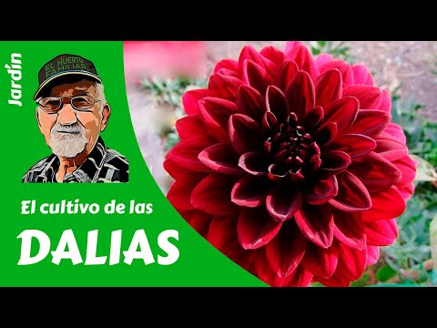 Vídeo: Com Germinar Les Dàlies