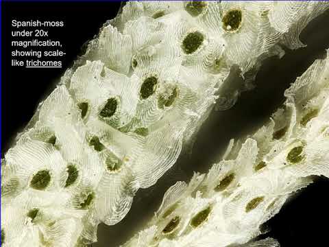 Spanish Moss (Tillandsia usneoides) is an epiphytic flowering plant - Found in the Southeastern USA
