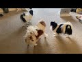 The Japanese Chin dogs having fun | dogs の動画、YouTube動画。