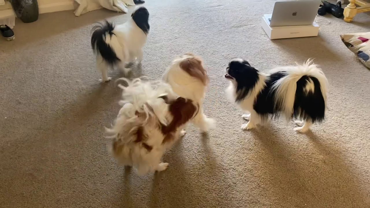 The Japanese Chin dogs having fun | dogs