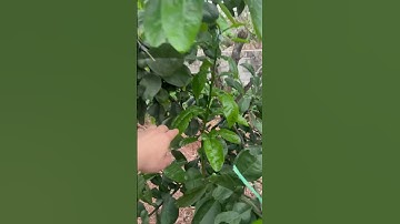 Cách tạo tán cho cam bưởi ghép chuyển đổi #kythuatcaytrong #thuocbvtv #xuhuong #trongcay #reels