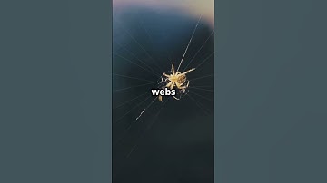 🕸️ Mind Blowing Facts About Spiderwebs! 🤯 | #shorts #animals