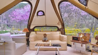 In a tent as cozy as a house with a dog Cherry Blossom Camping