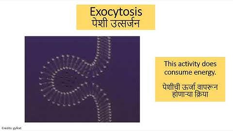 Standard 8: Lesson 10: Cell structure and function: Part 2 of 5