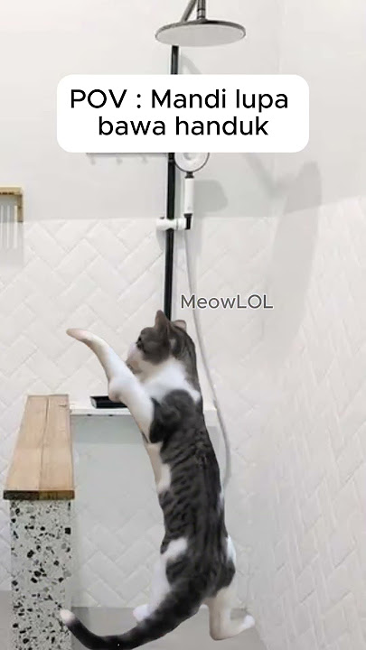 lupa bawa handuk #cat #kucing #viral #kitten #cute #funny #lucu #meme #catstory #funnyvideo #mewong