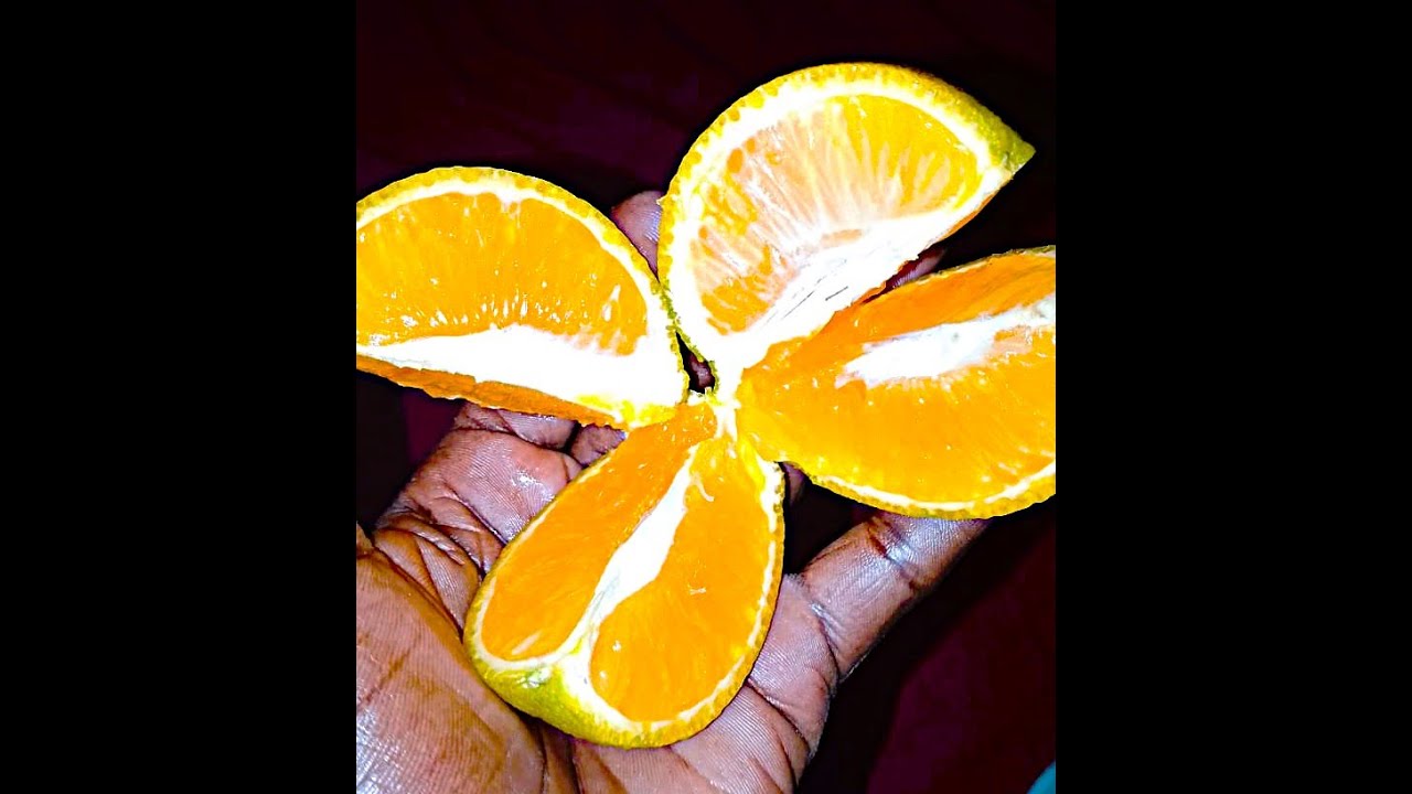 The art of farming with heart. Pixie oranges! Mangoes! Bees!