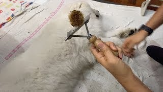 イガグリが付いてしまったルンルンです  Great Pyrenees　グレートピレニーズ