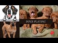 Dogs playing zakgeorge lifewithraja tyzuu lifewithbabymonsters dogcasttveng doggowner