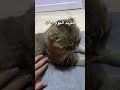 Romeo Listening To Where Should I Put My Hands Romeo MyCat Cats Cat Trend TikTok Fun 