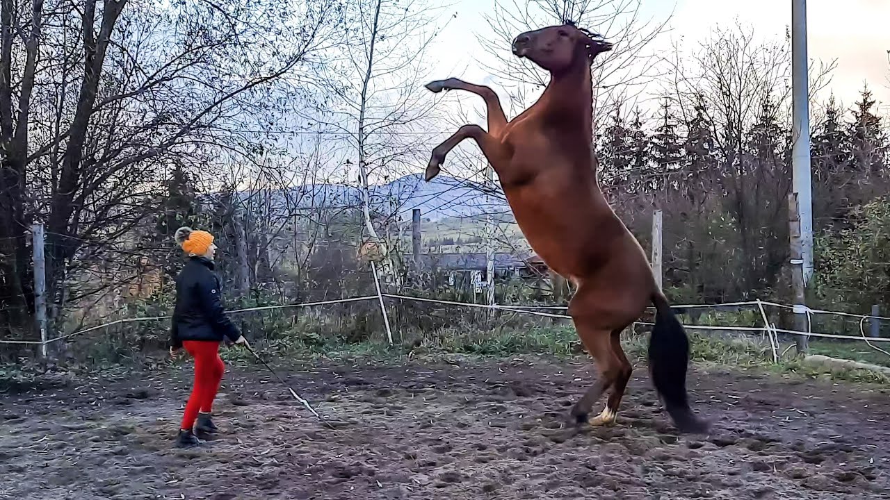 Dębowanie, leżenie , ukłony i inne sztuczki konia | Spirit- Riding free