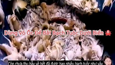 Review con người và cuộc sống : Dùng Vỏ Ốc Để Bắt Bạch Tuộc Dưới Biển 🐙