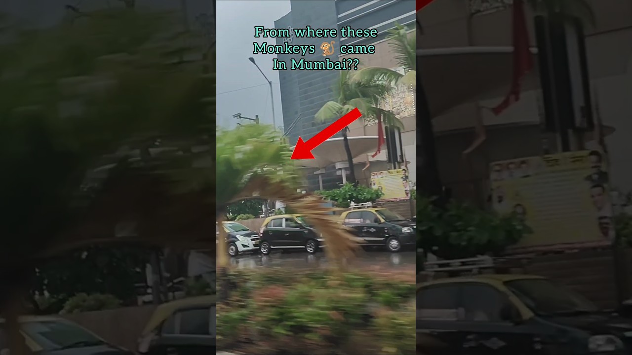 Monkeys attack in Mumbai 