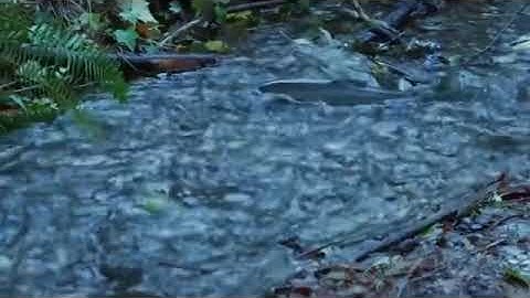 Cá lội ngược dòng cá sống .