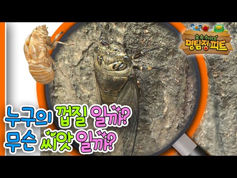 |숲 속 <strong>수사대</strong>|동물|식물|곤충|애니메이션