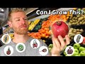 I grew fruit trees from store bought fruits and this is what happened  full tutorial