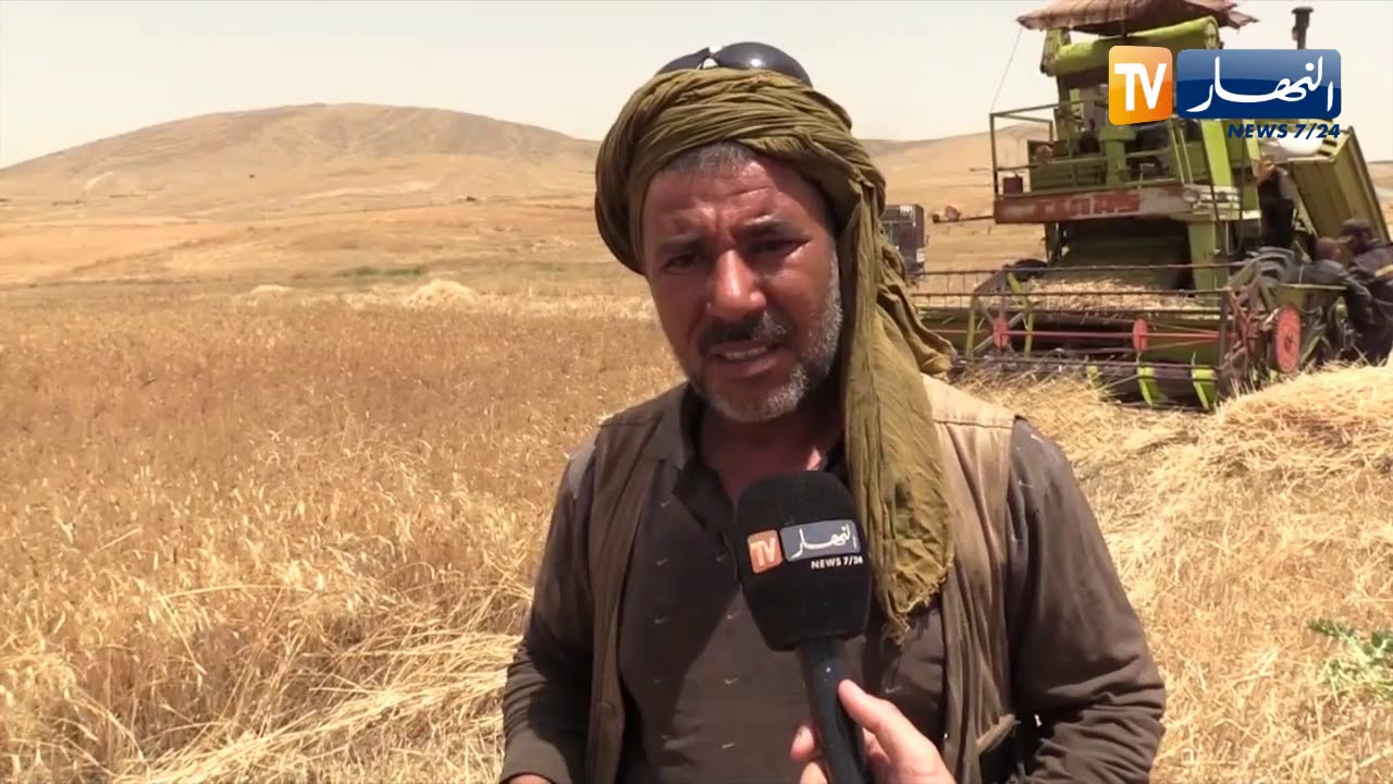 أم البواقي: الواعر .. فلاح يحصد سنابل تحت أشعة شمس حارقة لكسب رزق الحلال